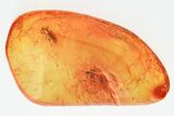 Fossil Fungus Beetle and Fungus Gnat in Baltic Amber #357764-1